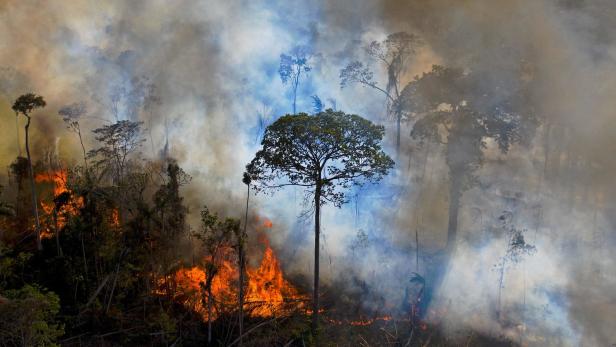 Klima-Schock: Lula fackelt noch mehr Regenwald ab als Bolsonaro