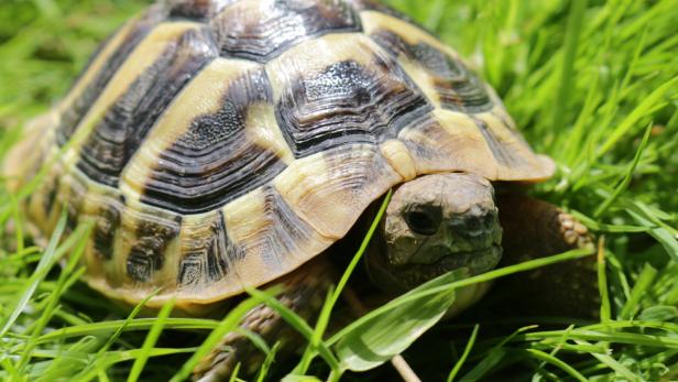 Tiercoach: Wie Schildkröten gesund in den Frühling starten