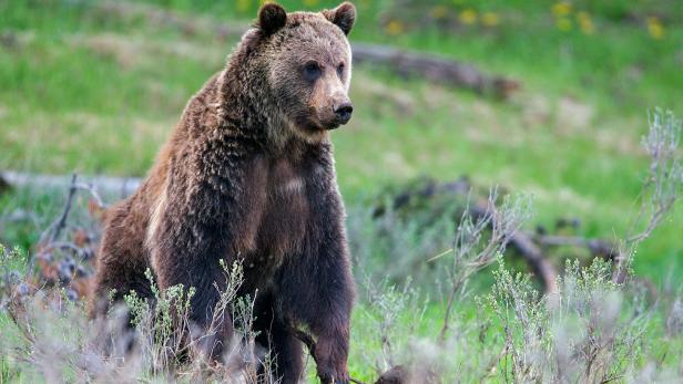 Warum es bald mehr Bären in Österreich geben wird