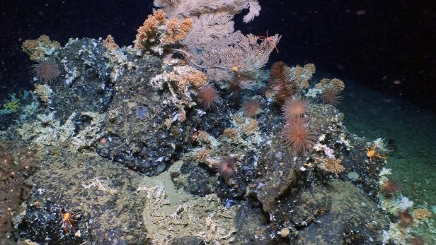 Unberührtes Korallenriff vor Galapagos-Inseln entdeckt