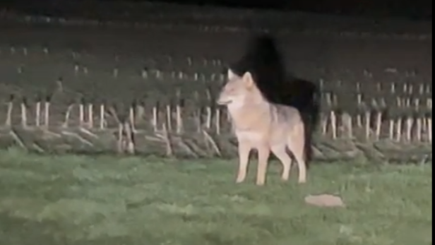 Video von nächtlicher Wolfsichtung in Kärnten