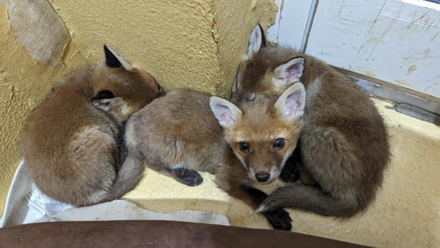 NÖ: Fünf verwaiste Fuchsbabys vom Tierschutzhaus gerettet
