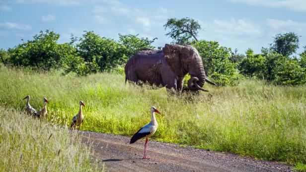 Weißstorch und Elefant in der afrikanischen Savanne