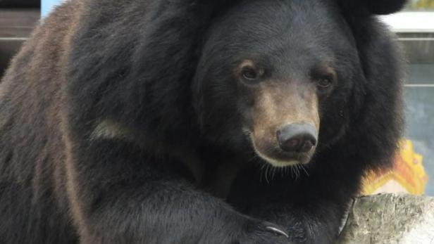 Neues Zuhause für Bären im "Weißen Zoo" ist in Gefahr