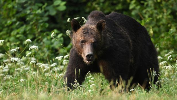 Bär brach in Italien in Pfadfinderlager ein und suchte Lebensmittel