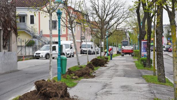 Wegen Bauarbeiten: 20 Bäume am St. Pöltner Promenadenring umgesiedelt
