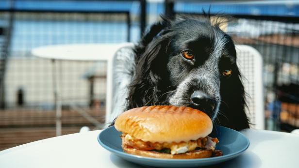Restaurants für Hunde: 70 Euro für ein Drei-Gänge-Menü