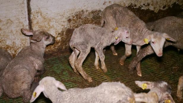 Skandalbauer im Bezirk St. Pölten erwartet Tierhaltungsverbot