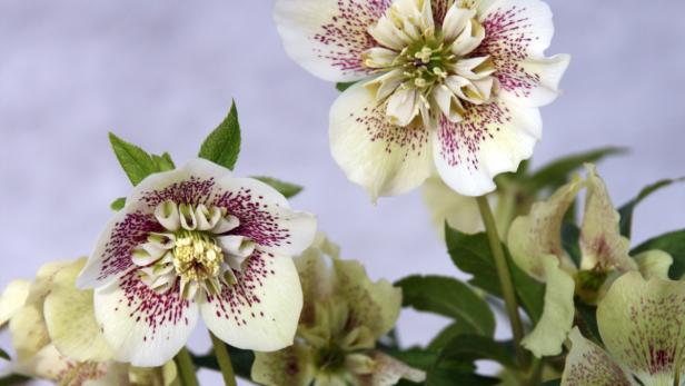 Helleborus orientalis &quot;Spring Joy&quot;