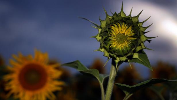 Eine Sonnenblume mit geschlossener Blüte (r) ragt am Mittwoch (18.07.2012) in einen wolkenverhangenen Himmel bei Üttingen (Unterfranken). Weiterhin wechselhaft ist das Wetter in Bayern. Foto: Karl-Josef Hildenbrand dpa