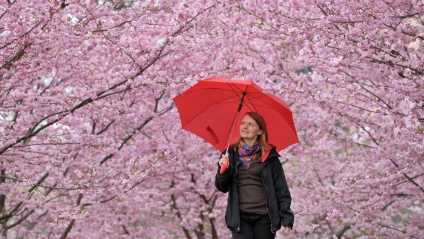 "Kirschen rot, Spargel tot!" - lautet eine alte Bauernregel, die das Ende der Spargelsaison am 24. Juni pointiert zum Ausdruck bringt. Mit weiteren Bauernregeln durchs Jahr - und die Hintergründe zum Johannistag: