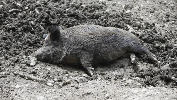 Ein Wildschwein liegt im Schlamm.