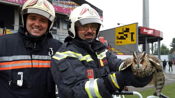 Zwei Feuerwehrmänner halten eine Waldohreule in ihren Händen.