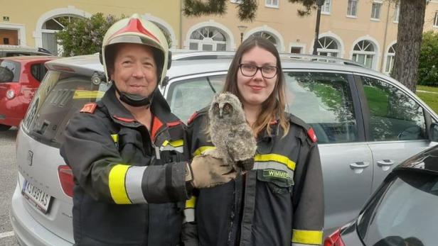Kremser Feuerwehr musste gleich zwei Mal zur Vogelrettung ausfahren