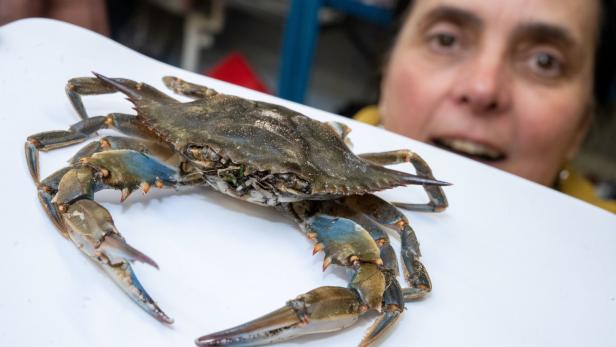 Ines Martin, Biologin und Kuratorin für Krebse am Deutschen Meeresmuseum, zeigt eine Blaukrabbe. Die Krabbe wurde im April 2023 am Stand des Ostseebades Ahlbeck gefunden.