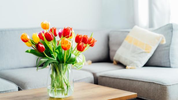Vase of fresh tulips on the coffee table with blurred background of modern cozy light living room with gray couch sofa and graphic cushions. Open space home interior design. Copy space