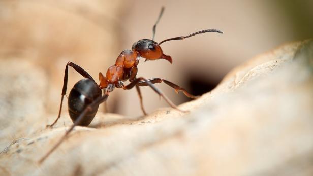 Ameisen behandeln sich nach Triage: Am schwersten Betroffene zuerst
