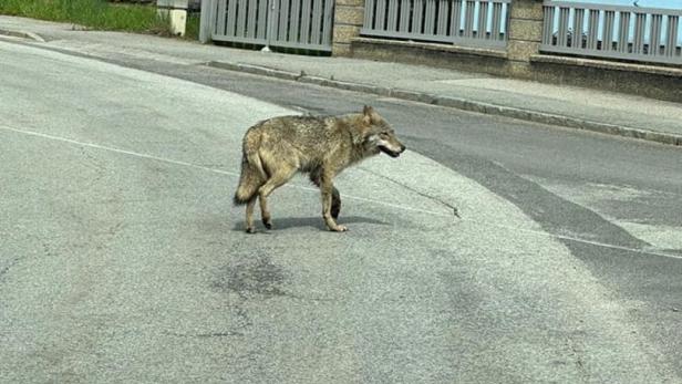Wolf spazierte durch Ortschaft im Waldviertel: Abschuss wird geprüft
