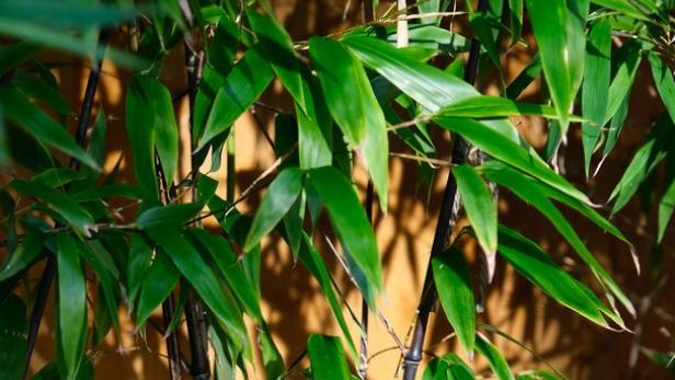 Wenn gelbe Blätter kommen: Bambus mag kein nassen Füße
