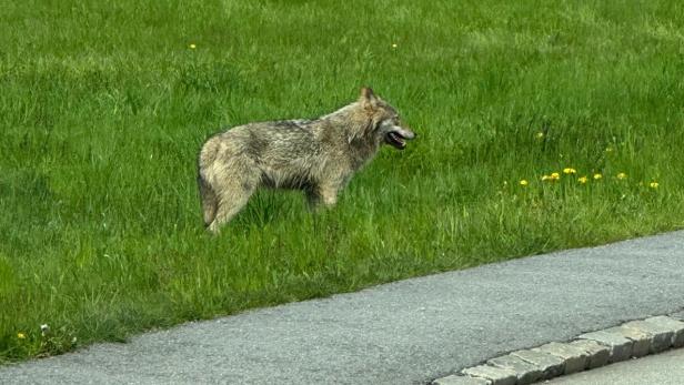 Abschuss von Wölfen ohne Scheu in NÖ ohne Freigabe erlaubt