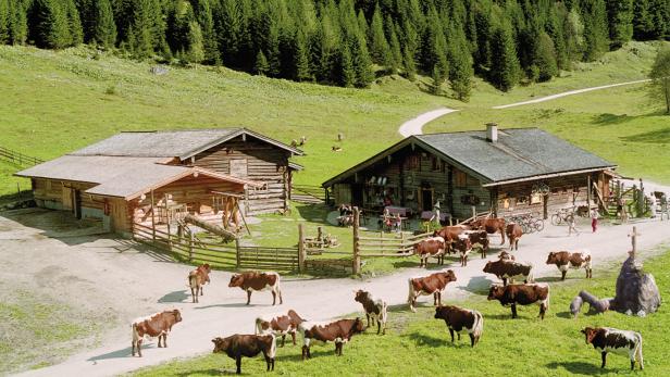 Kühe grasen vor der Palfner Alm in Rauris, Salzburg.