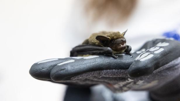 Eine Breitflügelfledermaus, die aktuell vom Verein „Fledermausrettung Österreich“ betreut wird.