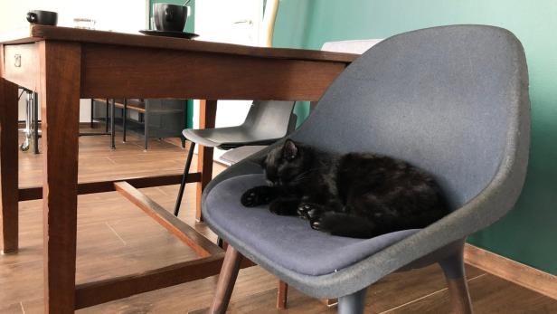 Eine schwarze Katze schläft auf einem blauen Stuhl in einem Café.