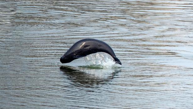 Letzte Schweinswale im Golf von Kalifornien: Weniger als zehn Exemplare