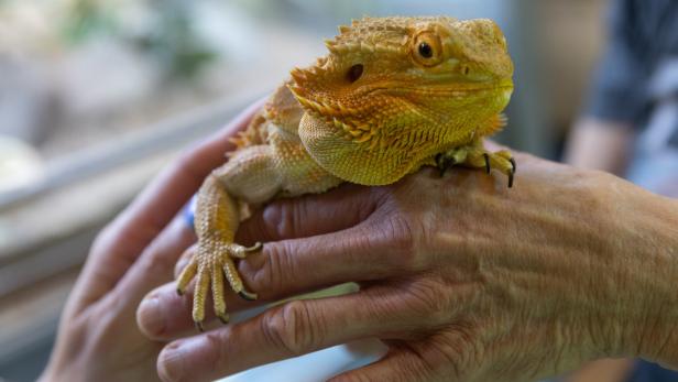 Ein gelbes Bartagamen sitzt auf den Händen einer Person.
