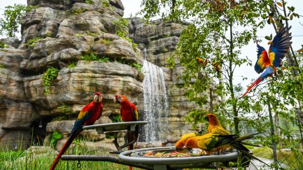 Mehrere bunte Papageien vor einem künstlichen Wasserfall und Felsen.