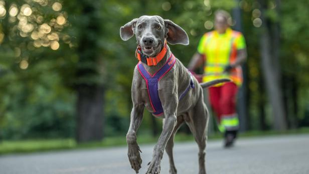 Suchhunde aus NÖ und Wien trainieren gemeinsam für Ernstfall