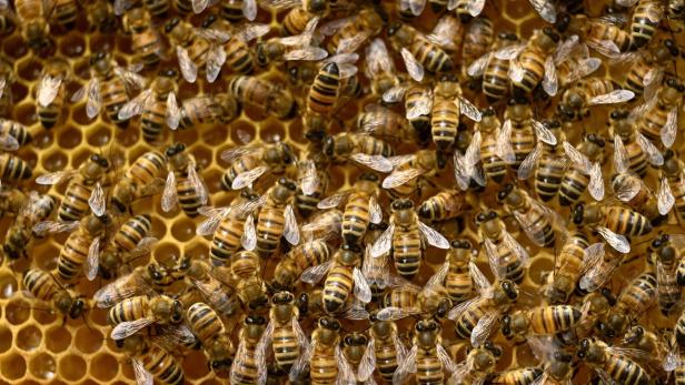 Viele Bienen sitzen auf einer Honigwabe.