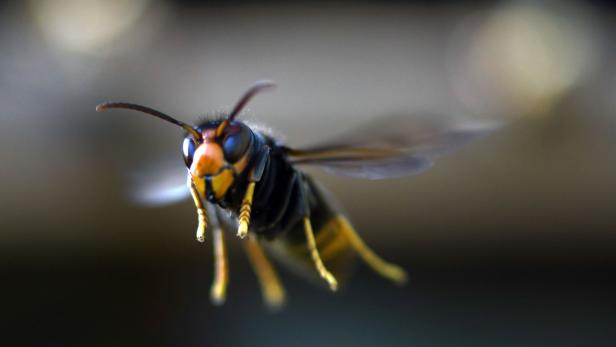 "Honigbienenkillerin": Welche Hornissen Jagd auf Bestäuber machen