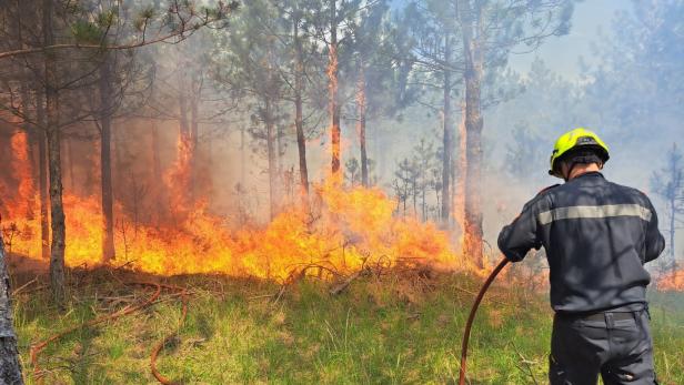 Waldbrand im Föhrenwald bei Wiener Neustadt fordert die Feuerwehr