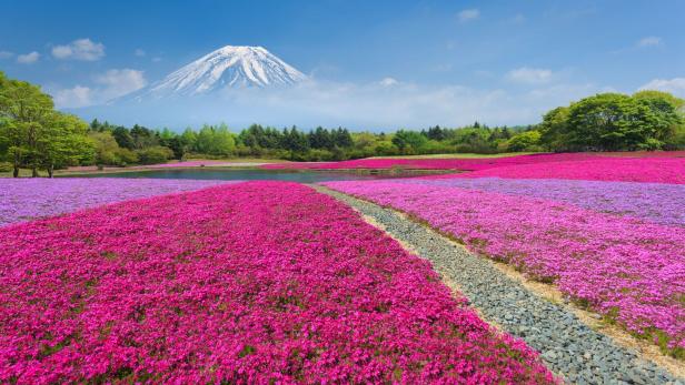 Der Fuji mit dem pinken Shibazakura