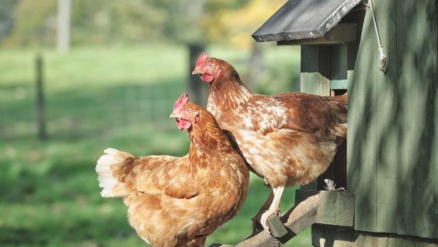Ein Huhn im eigenen Garten halten: Darf das sein?