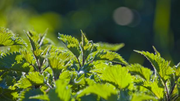 Warum Unkraut gut in den Garten passt