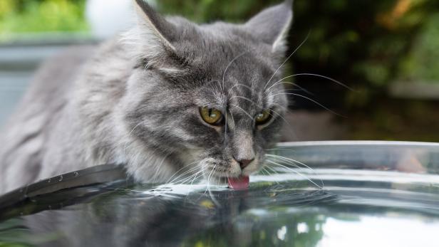 Nicht streicheln: Chemisch verseuchte Katze in japanischer Stadt unterwegs