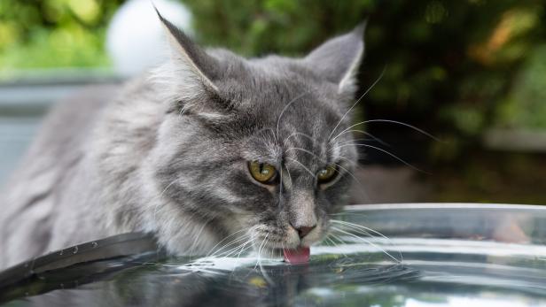 Eine graue Langhaarkatze trinkt im Garten aus einer Regentonne.
