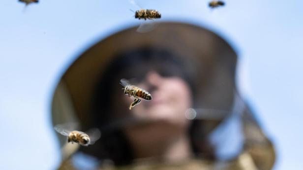 Ausgehungerte Bienen: Imker rechnen mit 80 Prozent Ernteausfall