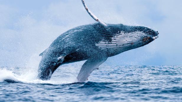 Kurios: Buckelwale reagieren nicht auf Schiffslärm