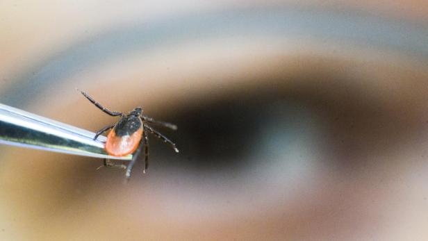 Warum können Hunde gegen Borreliose geimpft werden, Menschen aber nicht?