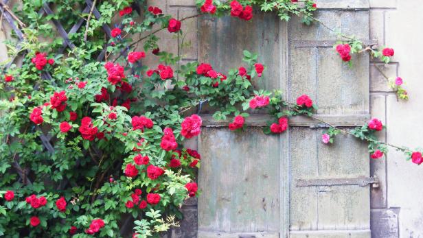 Rosen, Kiwi oder Efeu: Worauf man bei Kletterpflanzen achten muss