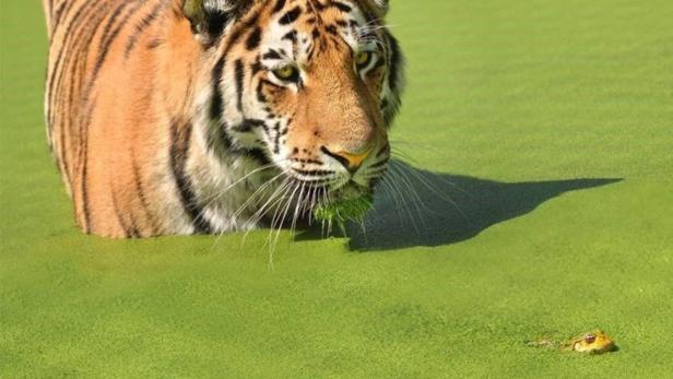 Schönbrunn: Wenn Frosch und Tiger in einer WG leben