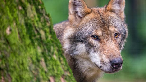 Wolf ist Thema bei Umweltministern