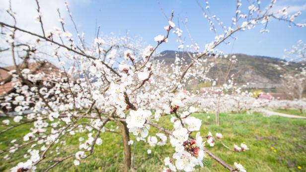 Frostige Nächte während und nach der Blüte haben bei Marillenbäumen ihre Spuren hinterlassen