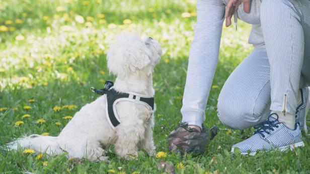 Dogwatcher in Mödling: Im Einsatz gegen Hundekot