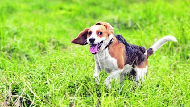 Dem Beagle liegt das Jagdfieber im Blut. Büxt er aus, bedeutet das Stress für Wild und Halter.