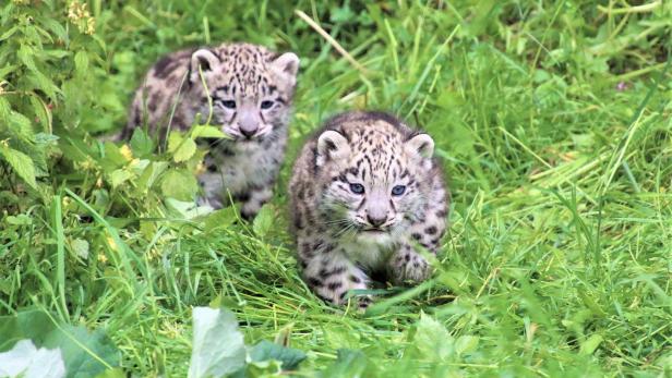 Schneeleoparden-Babys nutzten ersten Sommertag, Namenssuche läuft