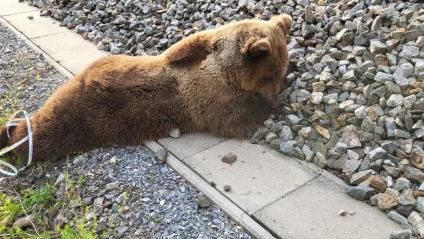 Toter Bär auf Bahngleis: So kam das Tier ums Leben
